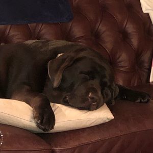 Meet your Posher, James